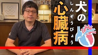 【犬の心臓病】最低限おさえておきたい心臓病の知識を、ペットショップ店長が解説します！