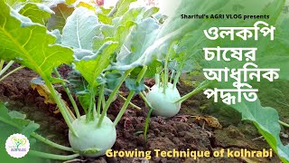 শালগম/ওলকপি চাষের আধুনিক পদ্ধতি 2020 । How to grow kohlrabi in the field। olkopi chas podhoti