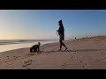 2025 0104 bentley dog beach v2 4k