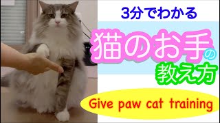 3分でわかる💓猫のお手の教え方/Give paw cat training