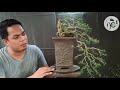 how to wire bonsai the basics part 1