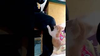 এই বিড়ালকে কখনো কষ্ট দিবেন না 😱💝#cat #islam #srot #video #foryou #viralvideo #srot