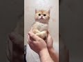 anak kucing meong meong |tiktok viral #shorts #short #kucing #cat #tiktok  #fyp