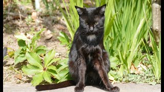 大泉緑地の野良猫（２０２１年２月２７日）