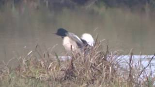 Swimming and flying common merganser / Grote Zaagbek