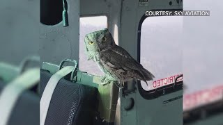 Eyewitness News 'One in a million shot:' Owl lands inside helicopter battling Creek Fire