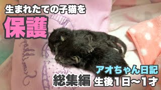 カラスに狙われていた生まれたての子猫を保護　生後1日〜１才の誕生日まで【アオちゃん日記 総集編】Kitten Targeted by Crows Protected.
