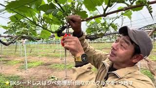 ぶどうの花穂整形作業