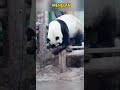 阳光大男熊萌兰连续打喷嚏都这么可爱 #pandacub #cute #giantpanda #funny #pandachina #animals #pets #cutepanda #パンダちゃん