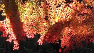 華麗!! 晩秋の紅葉＠東漸寺（千葉県松戸市）　2021-12-2