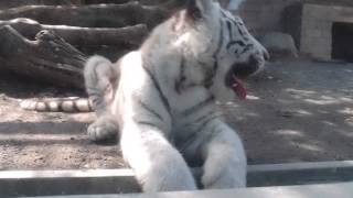 2015.7.19 東武動物公園☆ホワイトタイガーの赤ちゃん【White tiger baby】_02