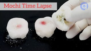 Mochi Time Lapse - Rotting Food Time Lapse
