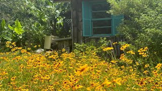 O BOMBEIRO QUE ABANDONOU A CIDADE PRA VIVER NO MEIO DO MATO- CRISTIANI ALFREDO WAGNER