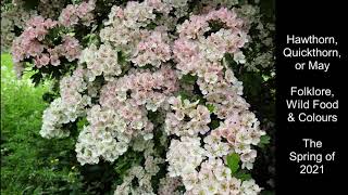 Hawthorn as a Wild Food, in Folklore and the Flower Colour Variants