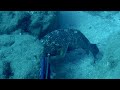 Big groupers!!!  Spearfishing  Northcyprus