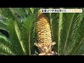 「金運上がりそう」半世紀以上育てたソテツに金色の花咲く「初めて見てびっくり」＝静岡・河津町