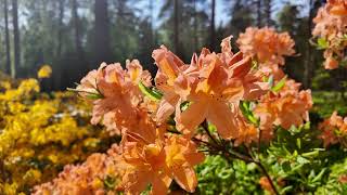 Visiting the Azalea Park