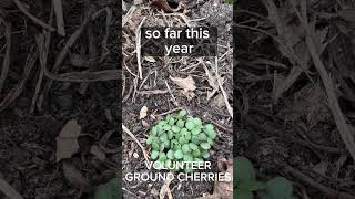 What’s Growing In April In A Zone 3 Garden