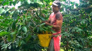 Colombia's coffee crisis: Is your latte ethical?