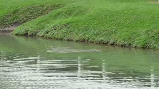 新加坡野生水獭 Smooth-coated Otters of Sungei Ulu Pandan/Clementi _ 17 December 2024 _ Singapore _ 6.24pm