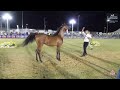 N 101 RITAJ AL SARAH   Iksal Arabian Horse Show   Yearling Fillys 2023 B Class 9