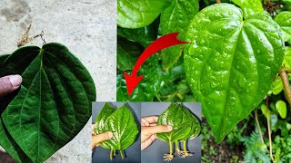 Best Way to Grow Betel leaf Plant From Leaf.