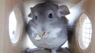 Chinchilla and Yummy Nut