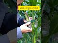 આ ભાઈ નો મકાઈ નો જુગાડ viral short gujarati corn મકાઈ popular hanumanji