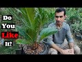 How to care for sago palm (Cycas Revoluta) in pot (indoor)?