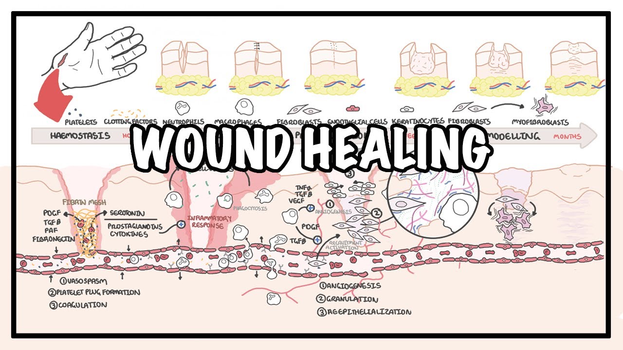 The 4 Secret Stages Of Wound Healing Your Guide To New Skin
