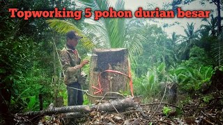 topworking 5 pohon durian besar