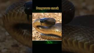 Most danger snack in the world 🐉🐉🐉🐉🐉🐍🐍🐍🐍🐍🐍🐍🐍🐍🐍#animals #viralvideo #youtube #ytshorts