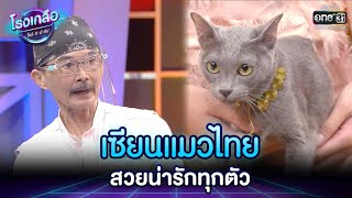 เซียนแมวไทย สวยน่ารักทุกตัว | HIGHLIGHT EP.24 โรงเกลือ โชว์ดีมีทิป | one31