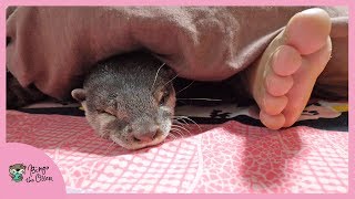 カワウソビンゴ休日の朝はママとパパの布団で寝る！Otter Bingo sleeping in mom and dad’s blanket