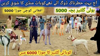 Biggest Dogs🐶 Market 👌Pitbull vs Kohati gultair, German shepherd, bully dog | Pk Animals
