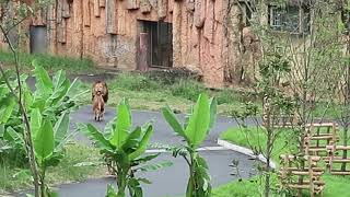 多摩動物公園　ライオン園　ジャンプが好きすぎて上手くアプローチ出来ないニイナ