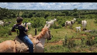 HEIFER ALMOST DIES FROM PLASTIC // CLOSING CATTLE WITH THE MULE