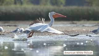 Birds of the Missisquoi National Wildlife Refuge 12-12-2024