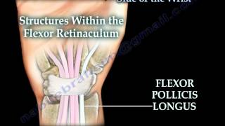 Volar Wrist Anatomy Wrist And Hand Examination Physiopedia