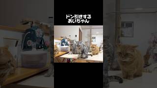 ドン引きするあいちゃん #猫 #アメリカンショートヘア #shorts