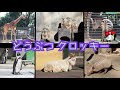 【donkey drawing no.1】animal drawing 3min×5poses donkey photos for drawing hamura zoo