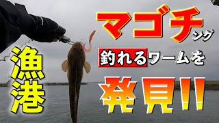 漁港でマゴチング！サーフ行かなくても近場でさくっと釣れるマゴチ！！定番ルアーじゃないので釣れた！！