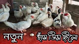 আবারো ৫ টি সাদা চিনাহাঁস কিনলাম খামারের জন্য🦢new muscovy ducks