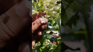 Porana Paniculata | manimulla | മണിമുല്ല #ytshorts #creeper #garden  #gardening #thembragarden