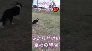 ボーダーコリーと大好きなプラー遊び　#shorts #ハイエースで車中泊 #犬とお出かけ #ボーダーコリー