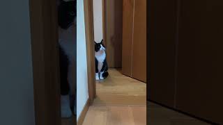 2025.2.10 私の戦闘力 愛猫の成長記録 #愛猫 #cat #ねこ日記 #猫