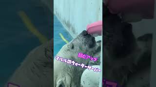 これぞ正しい熊手の使い方？w 水飲み超どアップ　熊本市動植物園のホッキョクグマʕ•ᴥ•ʔマルル　#Shorts