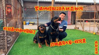 罗威纳搭配28天状态如何，粉丝直呼绝对带胎了，近距离带大家一探究竟