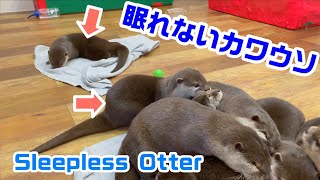 カワウソ大家族のお昼寝中、寝れないカワウソがとる行動とは…！？Behavior of sleepless otters