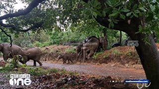 'അടിച്ചു കേറി വാ മോനേ...' ആറളം ഫാമിൽ തമ്പടിച്ച കാട്ടാനകളെ വനത്തിലേക്ക് തുരത്തുന്ന ദൃശ്യങ്ങൾ...